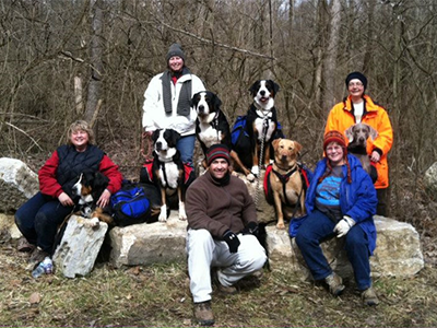 Greater Swiss Mountain Dogs