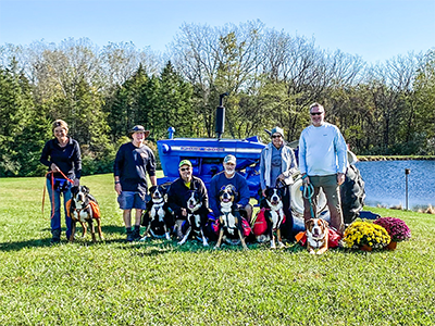 Greater Swiss Mountain Dogs