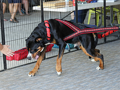 Greater Swiss Mountain Dogs