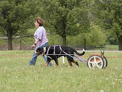 Greater Swiss Mountain Dogs