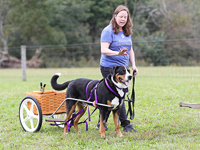 Greater Swiss Mountain Dogs