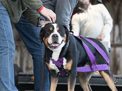 Greater Swiss Mountain Dogs
