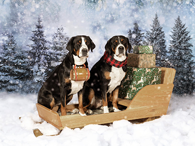 Greater Swiss Mountain Dogs